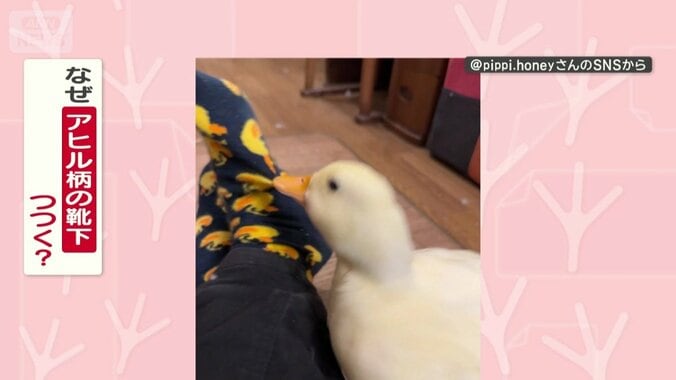 なぜアヒル柄の靴下をつつく？