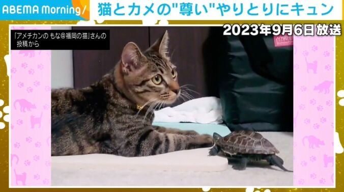 カメの軍曹くんと猫の小雪ちゃん