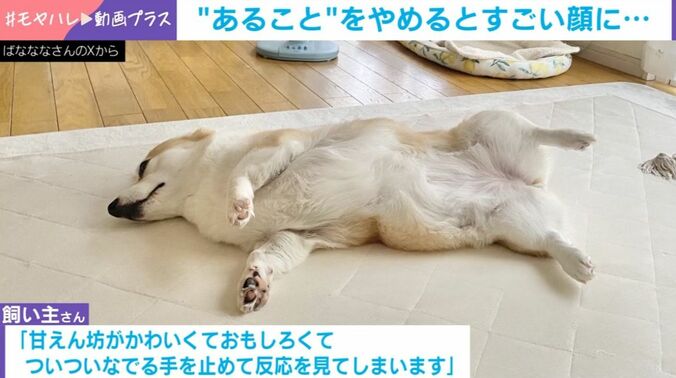 あんずちゃん