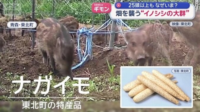 イノシシが狙うのは…