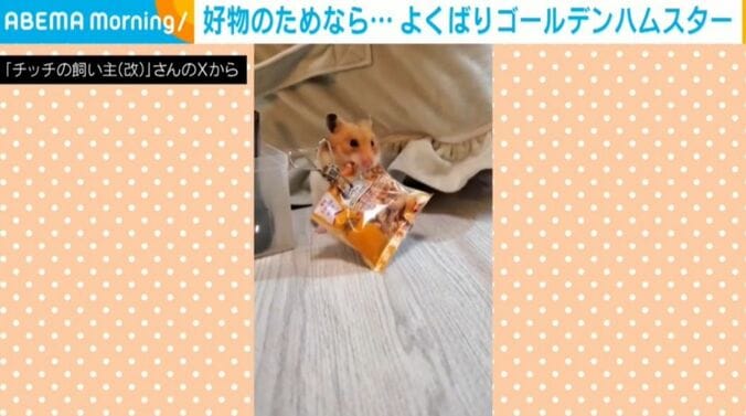 ゴールデンハムスターのチッチちゃん