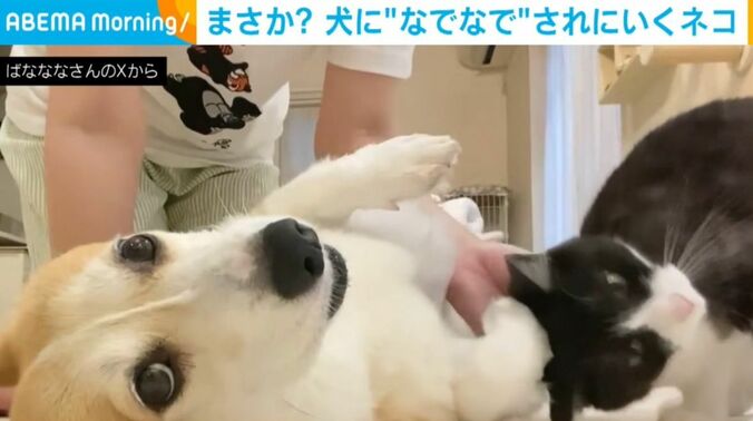 あんずちゃんとちくわぶちゃん