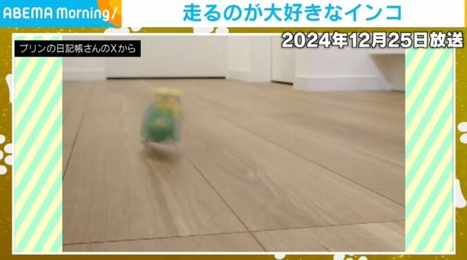 インコのプリンちゃん