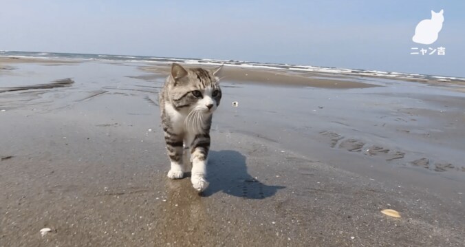 倉庫に捨てられていた野良が“パトロール猫”になるまで  誕生秘話に心温まる 6枚目