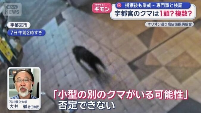 「『小型の別のクマがいる可能性』は否定できない」