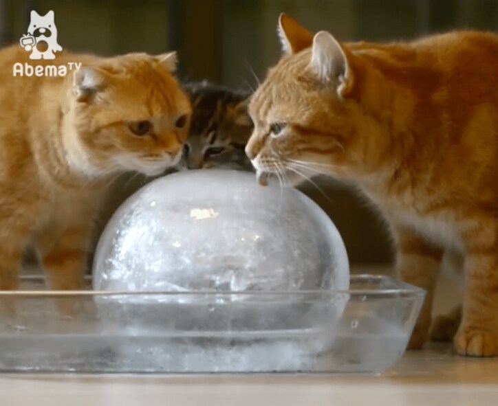猫「残暑見舞い申し上げますにゃ」氷をぺろぺろする姿が可愛すぎる