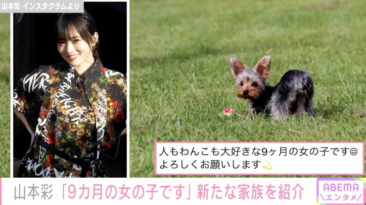 山本彩、“新たな家族”を紹介「人もわんこも大好きな9ヶ月の女の子」 先住犬と遊ぶ動画も