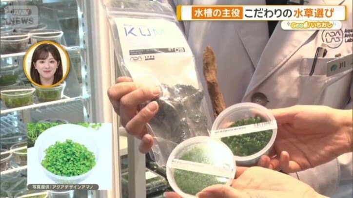 水草選びを迷い中…