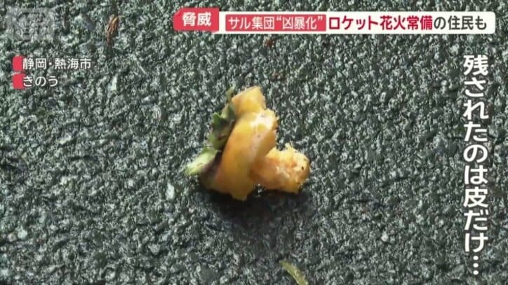 群れが去った後には…