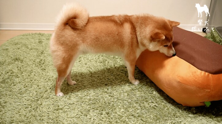 これぞリアルホットドッグ！ 柴犬だいふく「僕もホットドッグになれるかな」