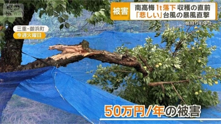 根本から折れた梅の木