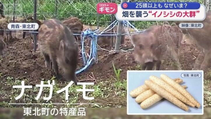 イノシシが狙うのは…