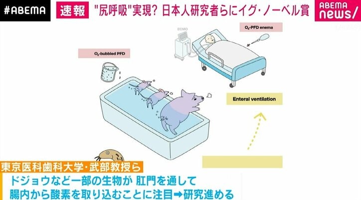 お尻で呼吸ができる研究