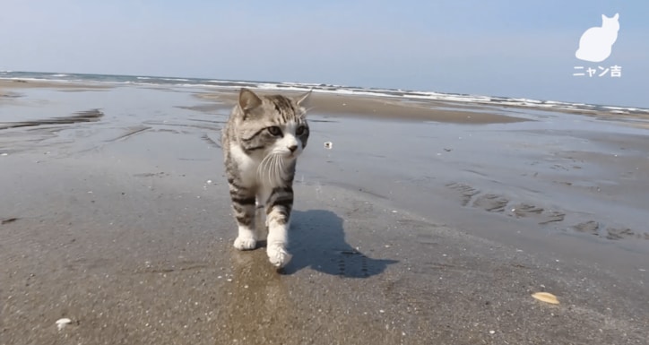 倉庫に捨てられていた野良が“パトロール猫”になるまで  誕生秘話に心温まる