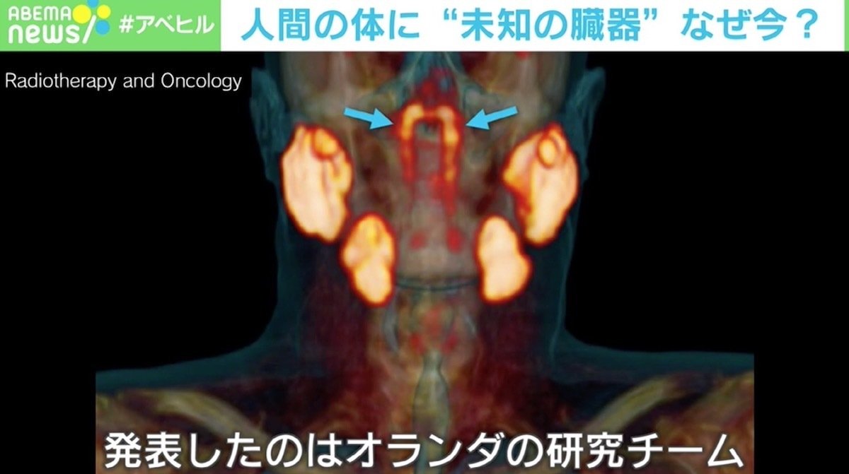 人間の体にu201c未知の臓器u201d発見、なぜ今？ 研究チームの医師を直撃 臓器の 