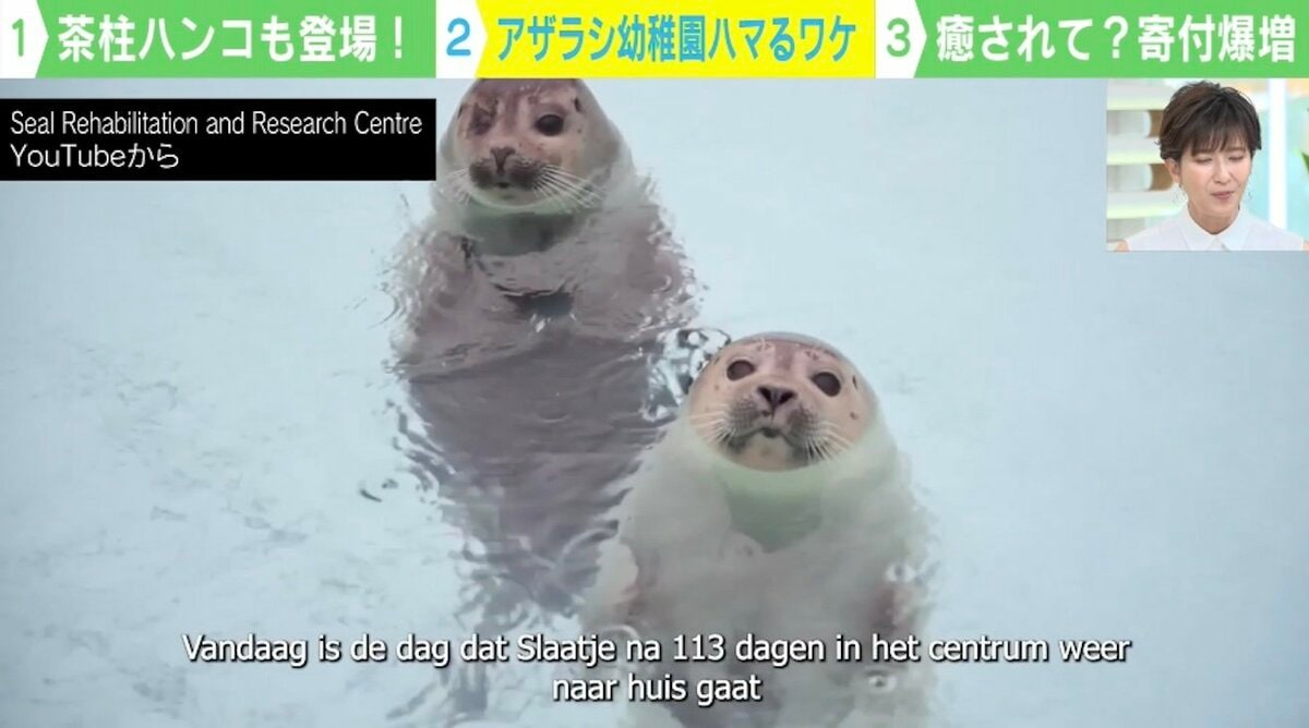 プチアザラシ様 専用ページ （垂直に浮くアザラシ＝茶柱