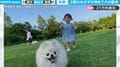 2歳の女の子が犬の散歩に初挑戦したら…真剣にリードを持つ女の子と全力で遊ぶポメラニアンがとにかくかわいすぎると話題に