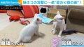 姉猫からの攻撃でピンチも華麗に脱出 弟猫が見せた“魔法のような逃走方法”が話題
