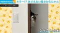 壁からチラッとのぞく猫 “ありえない高さ” から顔を出す姿に「ホラーだw」「どういう体勢なのか気になる」と驚きの声