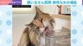 「床がびちゃびちゃなんですけど…」飼い主も困惑！猫の“独特な”水分補給に「飲んでる量と同じくらい外に溢れてますねww」「これは飲むふりして遊んどるな（笑）」など反響続々