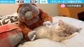 飼い主「オランウータンに子守り頼んだ」←眠る子猫を優しくなでる“ぬいぐるみ”に「愛あふれてる!」「お背中トントン最高」と反響
