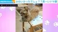 手足の短い猫のちょうだいアピール→飼い主にドヤ顔“24秒”披露
