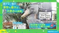 【映像】ドリフのコントのような笑撃結末…鳥の豪快すぎる水飲み姿
