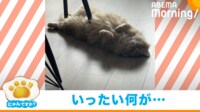 【映像】リラックス中の猫の衝撃的な姿