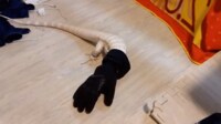 【映像】手袋を被ったまま右往左往するトカゲ