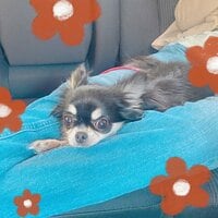 小柳ルミ子『歯の定期検診』