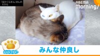 【映像】わたしも吸いたい!“猫吸い”する白猫