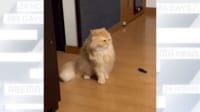 【映像】スライディング登場する猫