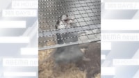 【映像】金網で“うんてい”するハムスター