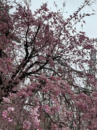 鈴木福『成年』