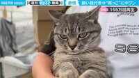 【映像】「キリリ顔」を一変させる猫