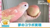 【映像】「桃」に似すぎているインコ 色鮮やかな2ショットを披露