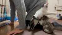 ケージの掃除中に足元が“子猫まみれ”