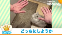 【映像】葛藤する猫のお手上げ（別カット）