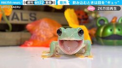 カエルの驚きの生態に「そういう仕組みだったのか！」納得の声 「気がつかなかったけどカワイイ」