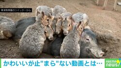 今季一番の寒さを体感したマーラたち “驚きの方法”で暖を取る姿に「共存…ｗ」「あったかそう」反響多数