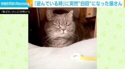 遊んでいたら突然“白目”になった猫 「変顔のプロ」「ピスタチオの真似ですにゃん」の反響