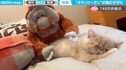 飼い主「オランウータンに子守り頼んだ」←眠る子猫を優しくなでる“ぬいぐるみ”に「愛あふれてる！」「お背中トントン最高」と反響