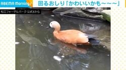 水の中に頭をつっこみ…お尻が回っているカモに「かわいいかも～」「アーティスティック鴨ミング」の声