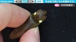 見たことない…！驚きの発光力を持つ“虫”に「コメツキムシにこんな種類が居たのか！」「発光色を変えられる生物は珍しい」と反響