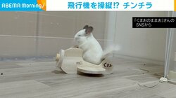 チンチラが飛行機を操縦！？ 眠たそうに遊ぶ姿に飼い主「本当にかわいすぎてつらい」