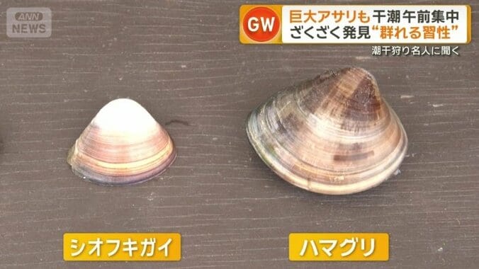 アサリ以外にも高級食材ハマグリやシオフキガイも