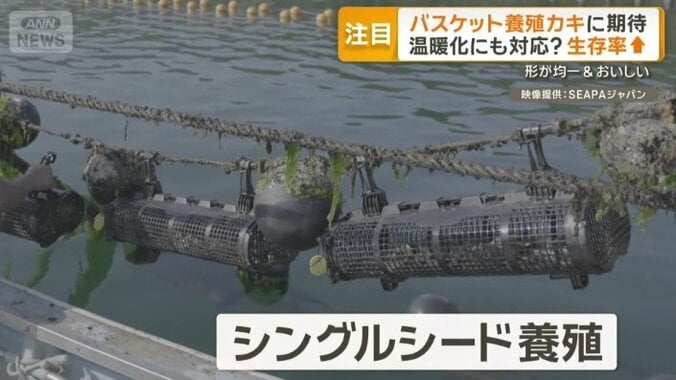 シングルシード養殖