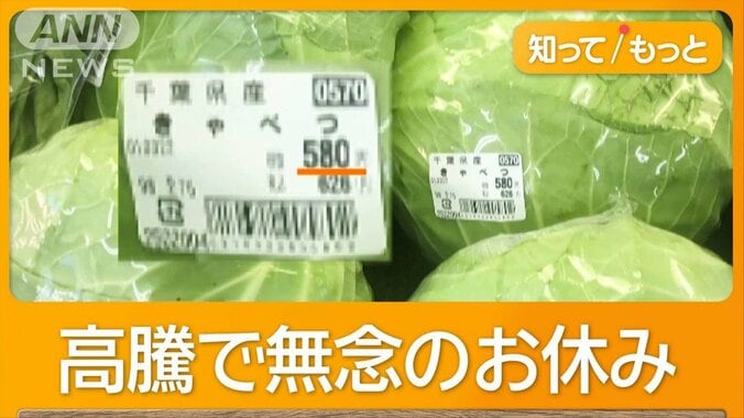 「キャベツがすげぇ高い」1玉580円　カット野菜に“100円の壁”…需要増も「厳しい」 1枚目