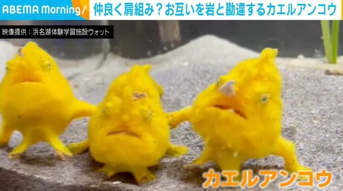 3匹のカエルアンコウ