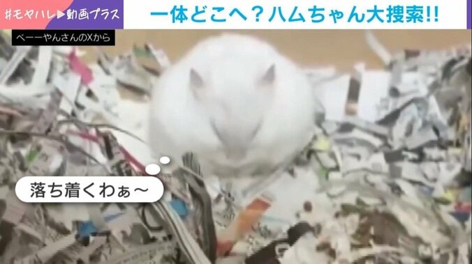 ハムスターのもめんちゃん